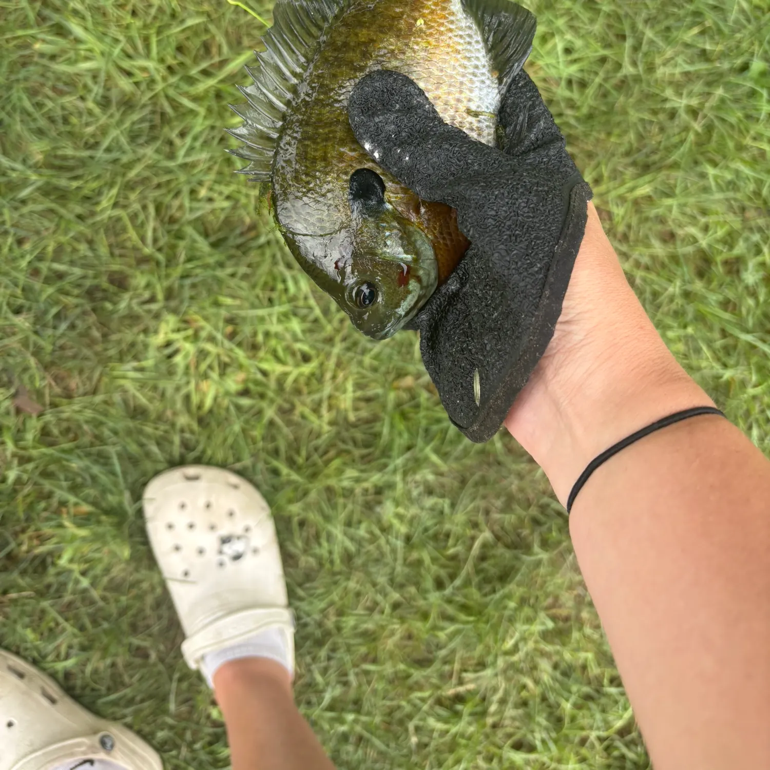 Fish caught on Fishbrain