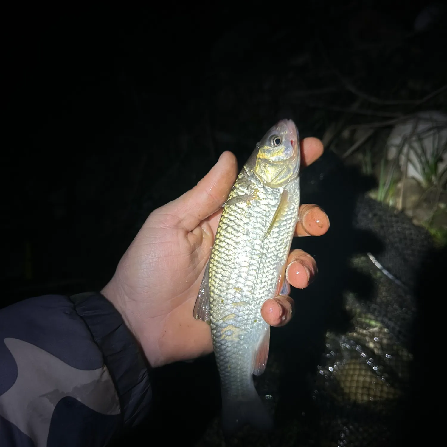 The most recent European chub catches on Fishbrain