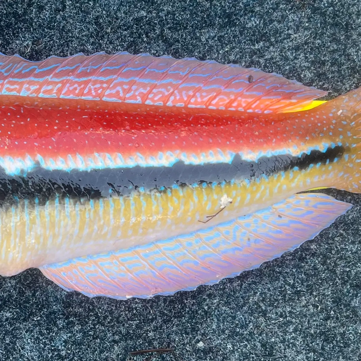 The most recent Maori wrasse catches on Fishbrain