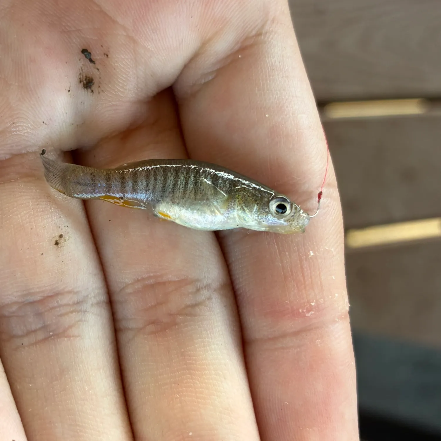 The most recent Gulf killifish catches on Fishbrain