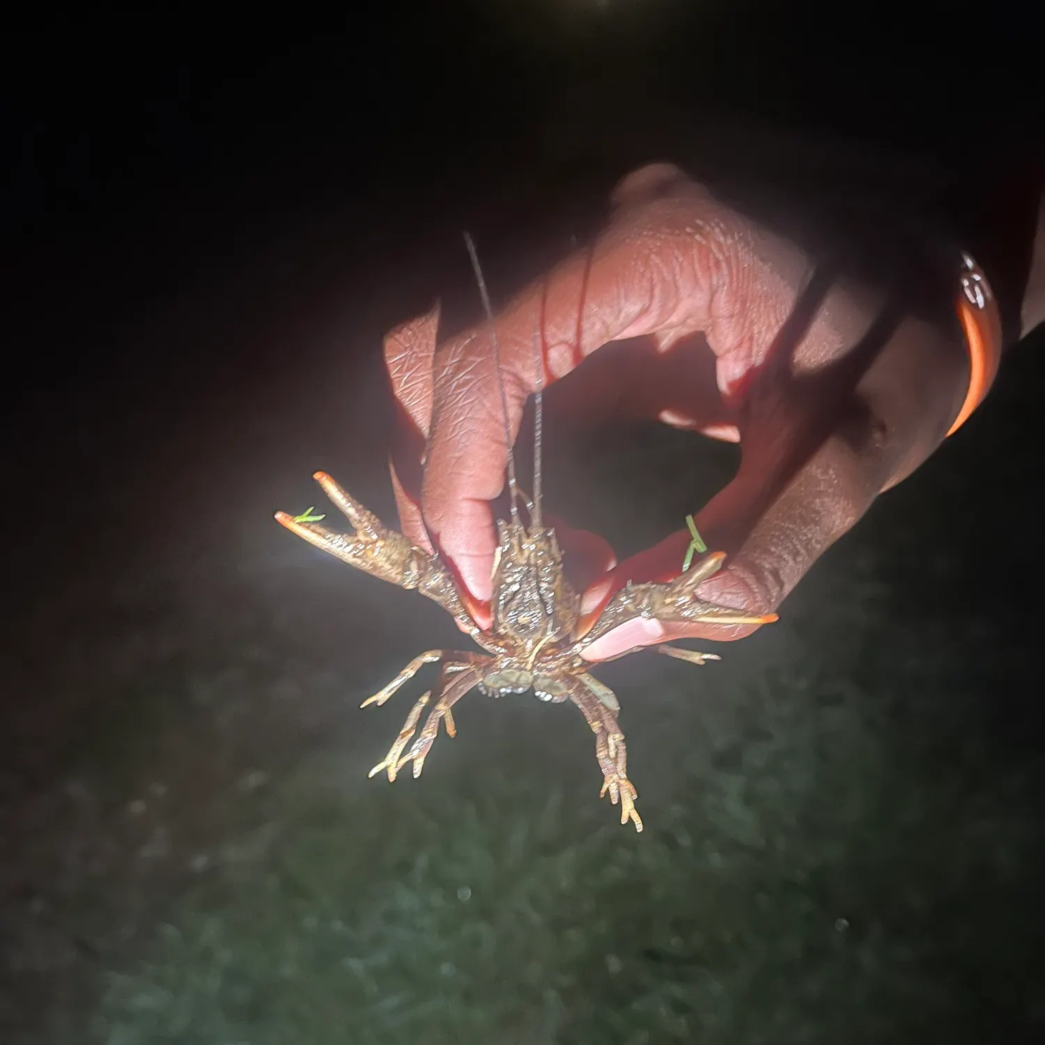 The most recent Red swamp crayfish catches on Fishbrain
