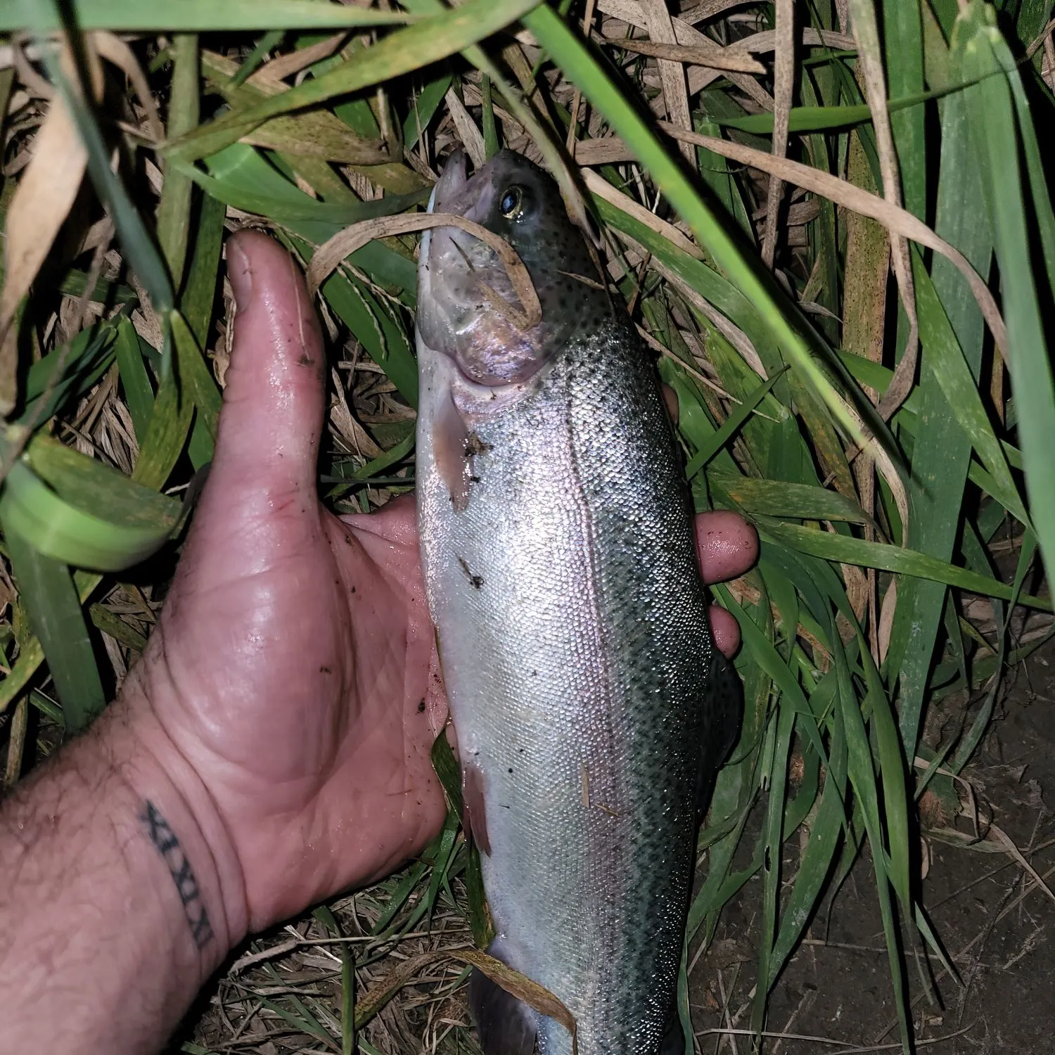 Rainbow trout caught on Fishbrain