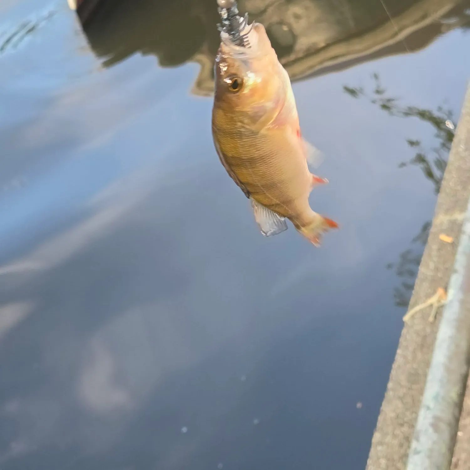 European perch caught on Fishbrain