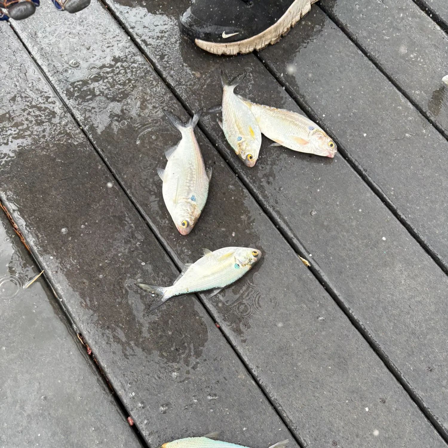 The most recent Mooneye catches on Fishbrain