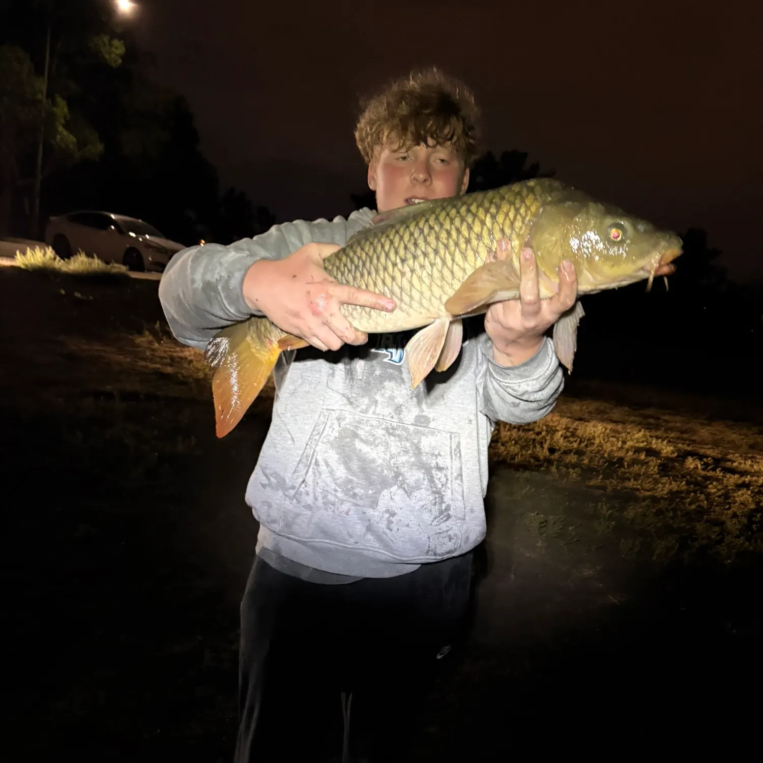 Common carp caught on Fishbrain