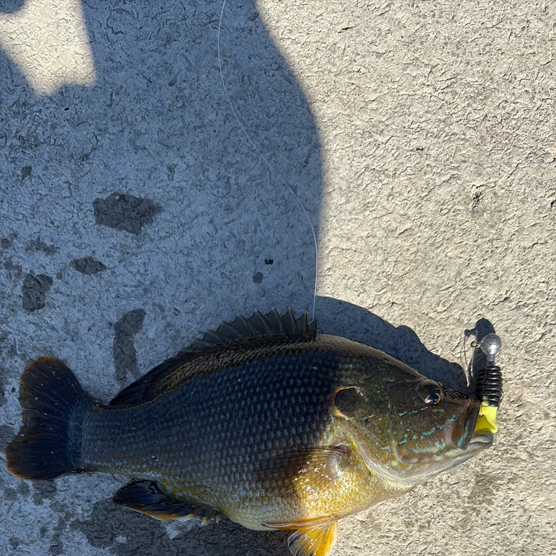 Green sunfish caught on Fishbrain