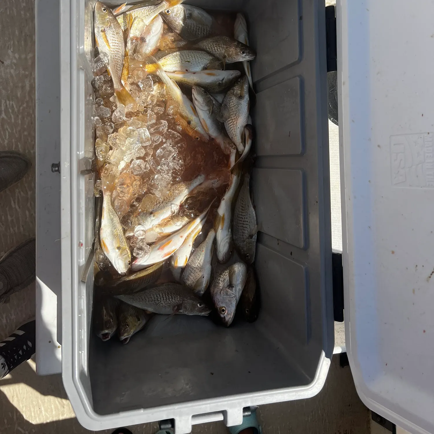 Atlantic croaker caught on Fishbrain