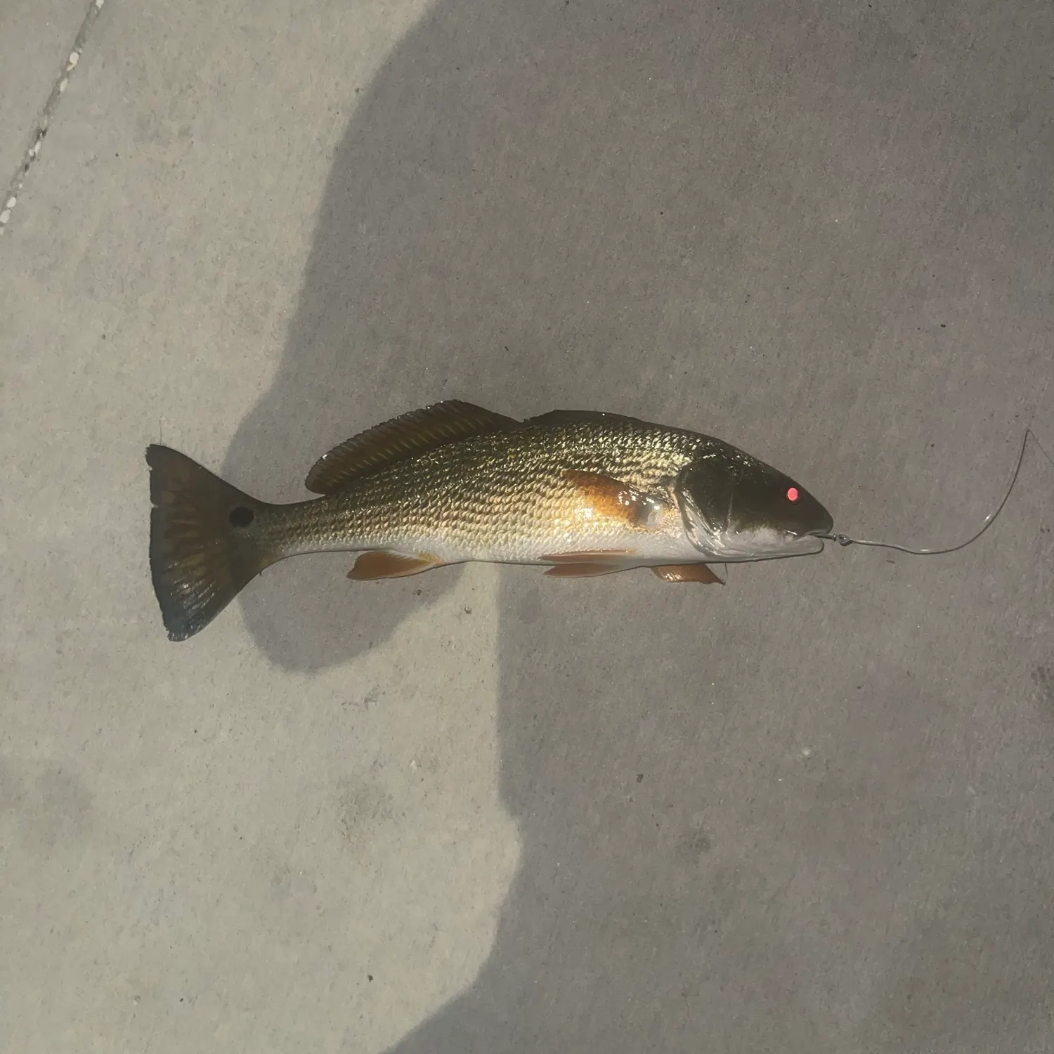 Spotted seatrout caught on Fishbrain