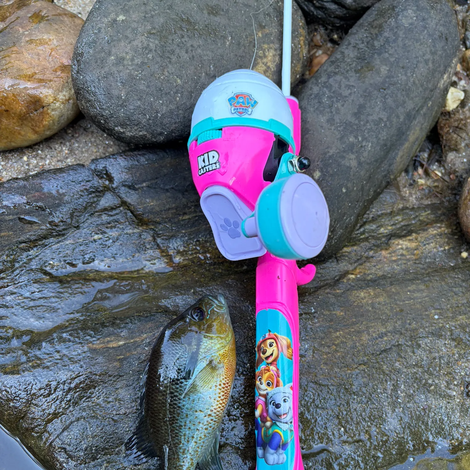 Redbreast sunfish caught on Fishbrain