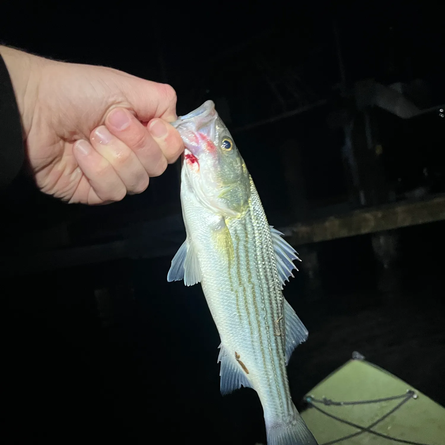 Striped bass caught on Fishbrain