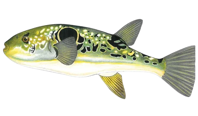 Japanese pufferfish