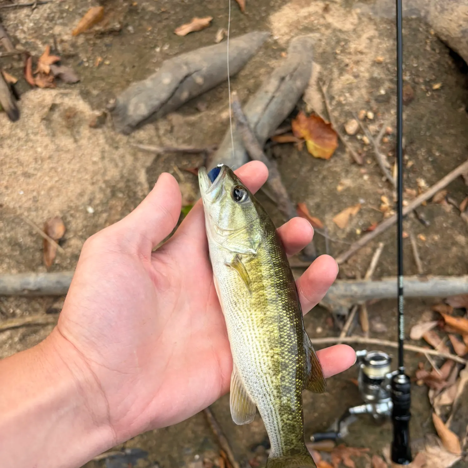 Spotted bass caught on Fishbrain