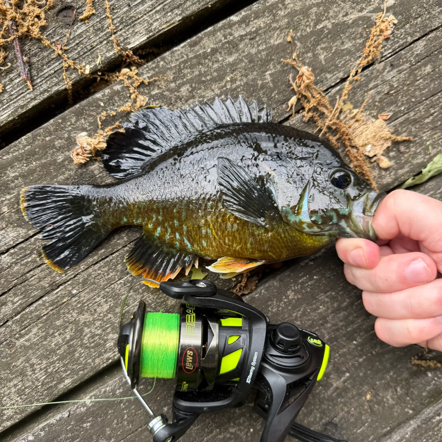 recently logged catches