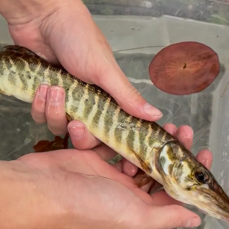 Tiger muskie caught on Fishbrain