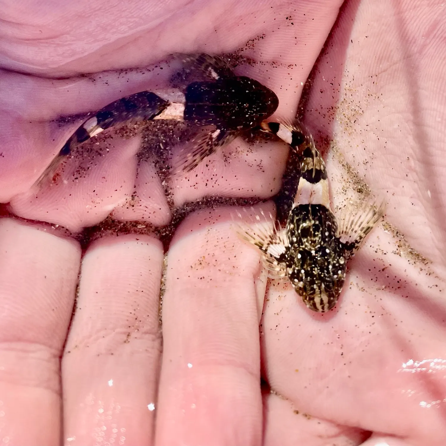 The most recent Mosshead sculpin catches on Fishbrain