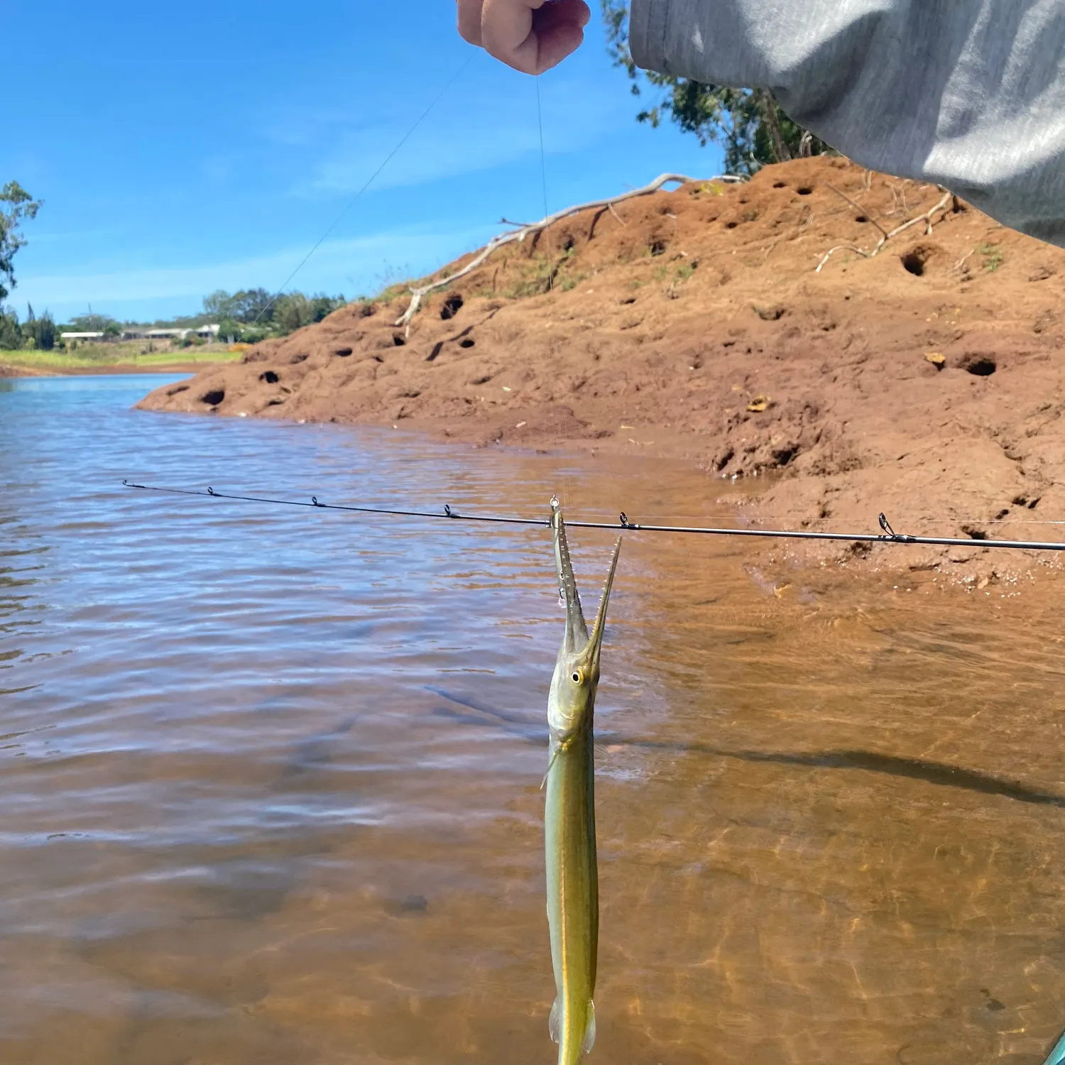 The most recent Needlenose gar catches on Fishbrain