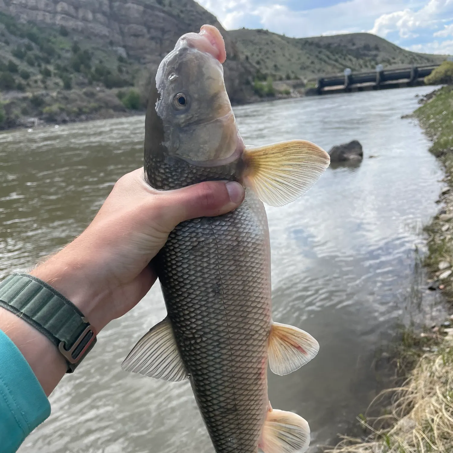 The most recent White sucker catches on Fishbrain