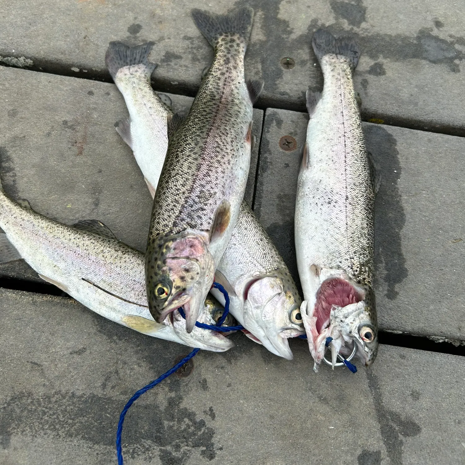 recently logged catches