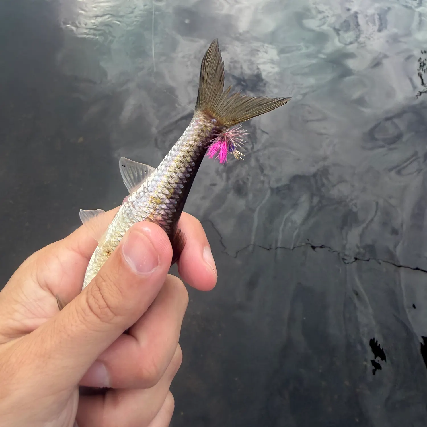 Brook trout caught on Fishbrain