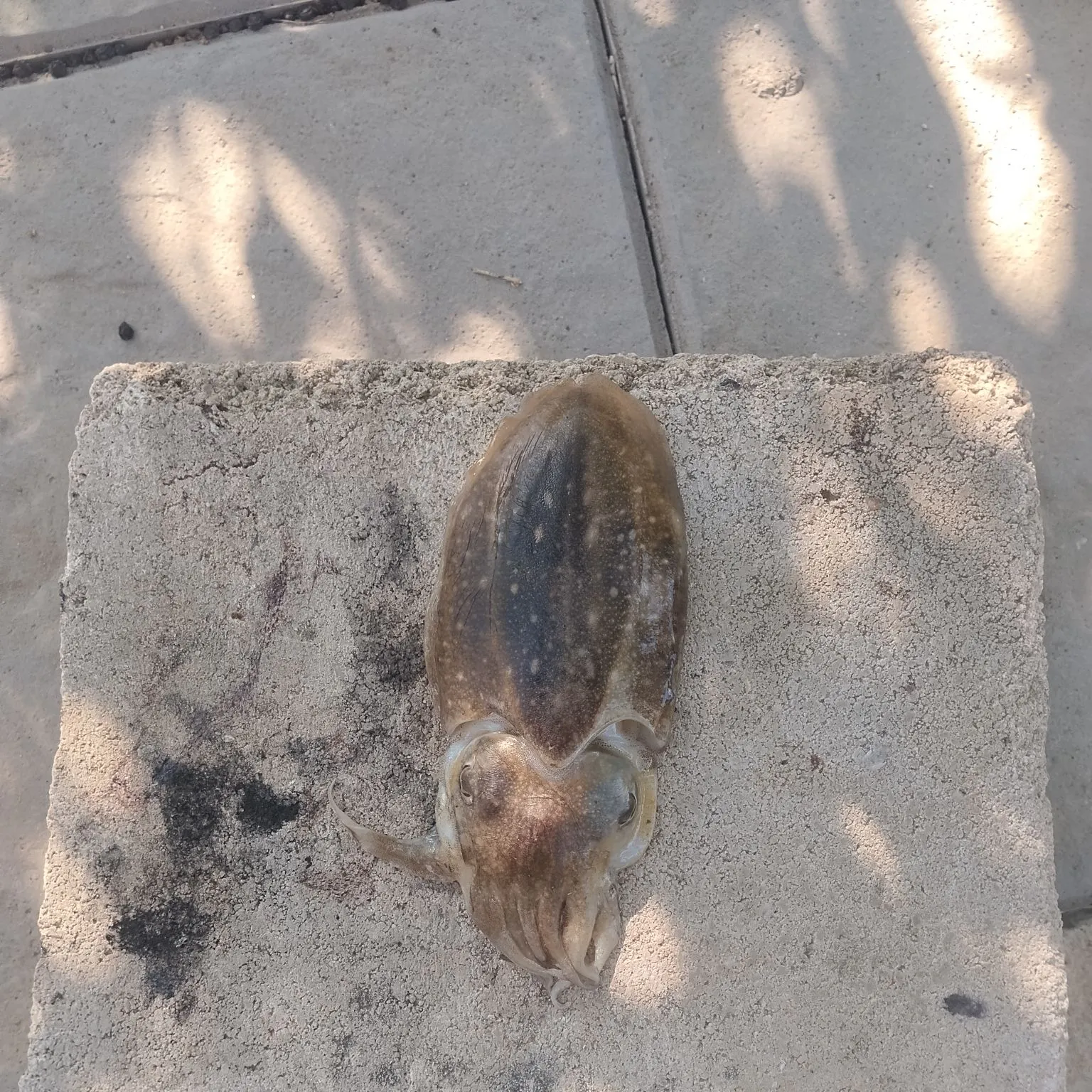 Common cuttlefish caught on Fishbrain