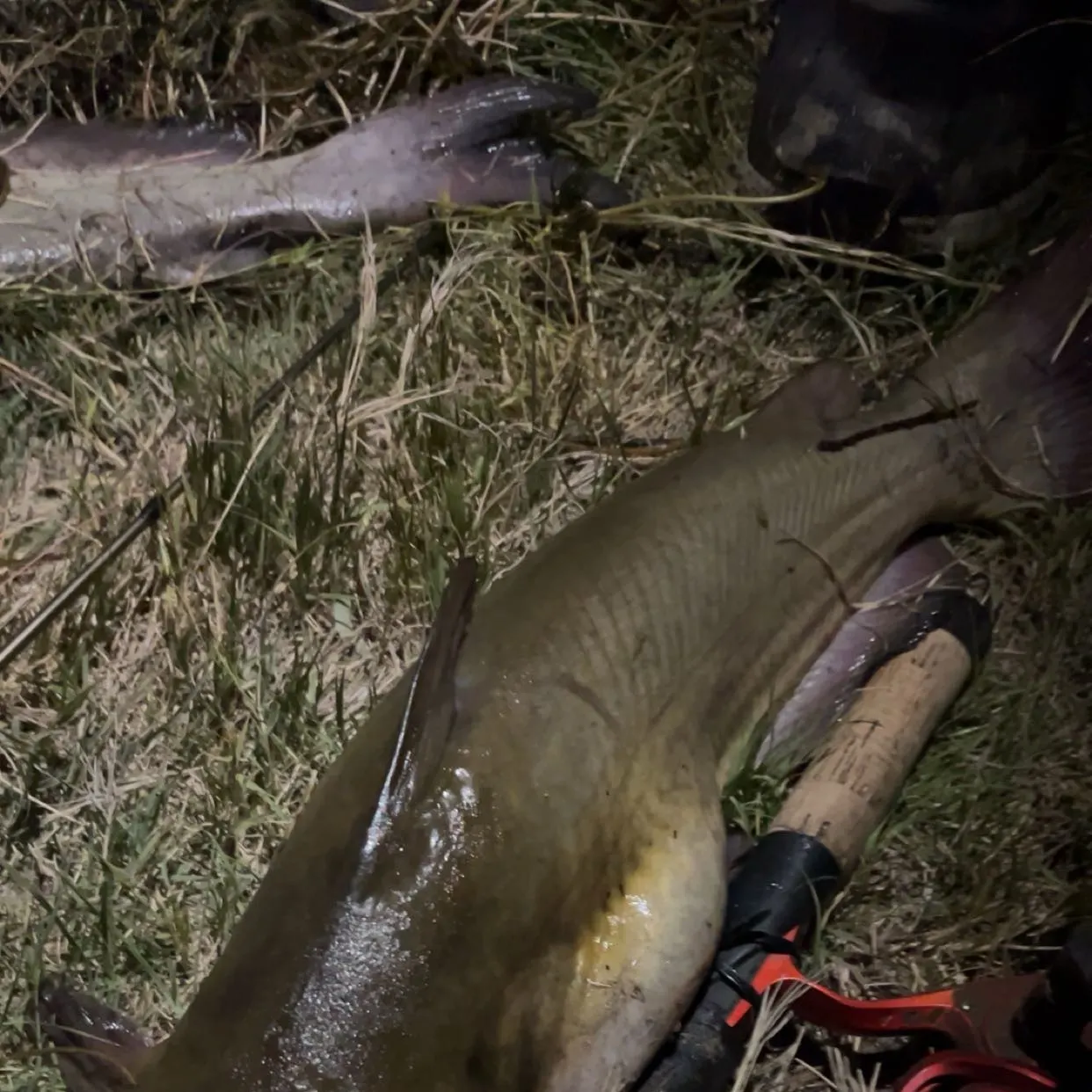 Channel catfish caught on Fishbrain