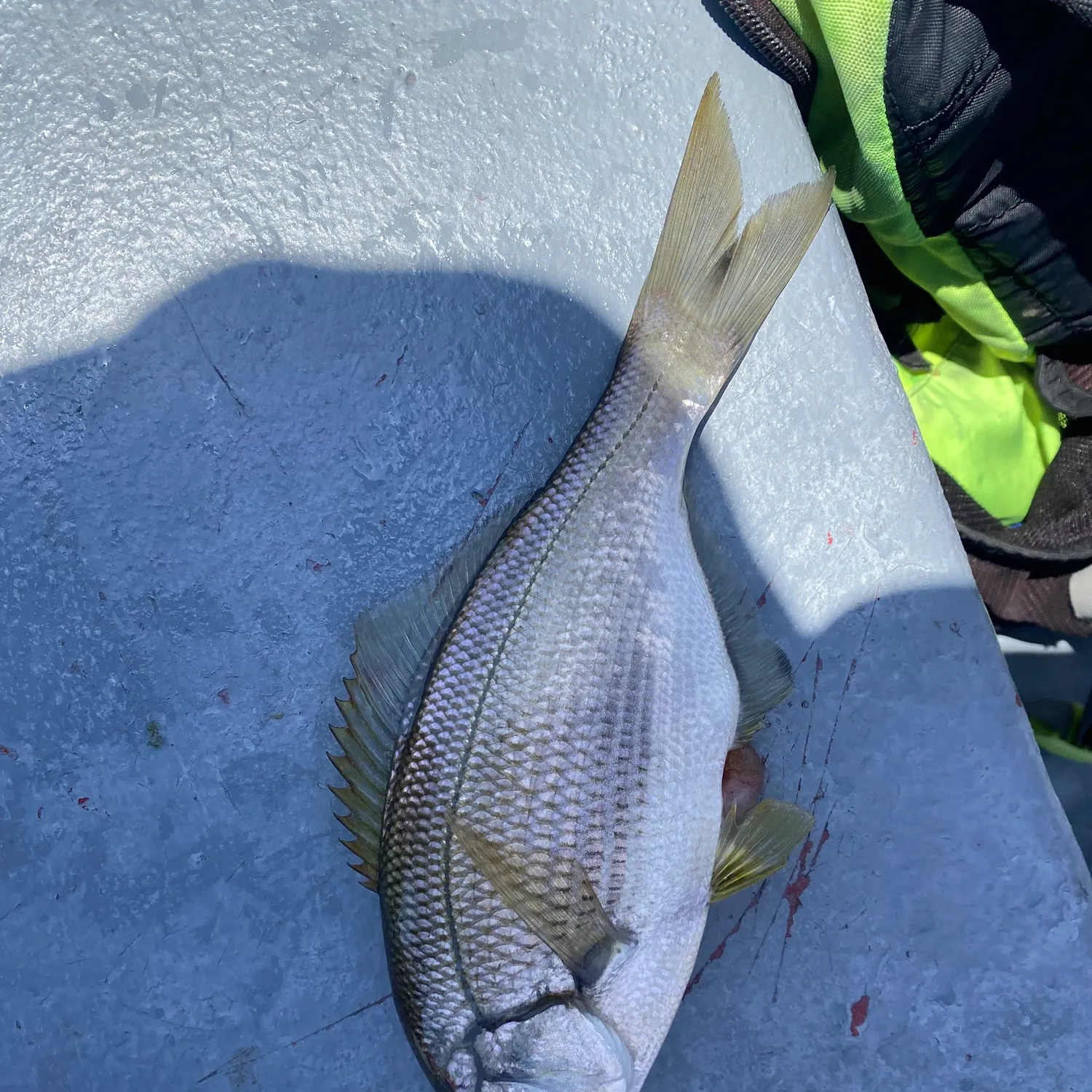 The most recent White seaperch catches on Fishbrain
