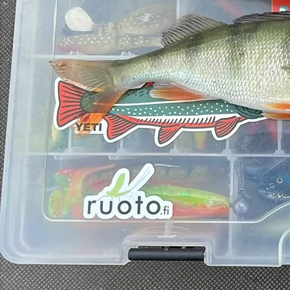 European perch caught on Fishbrain