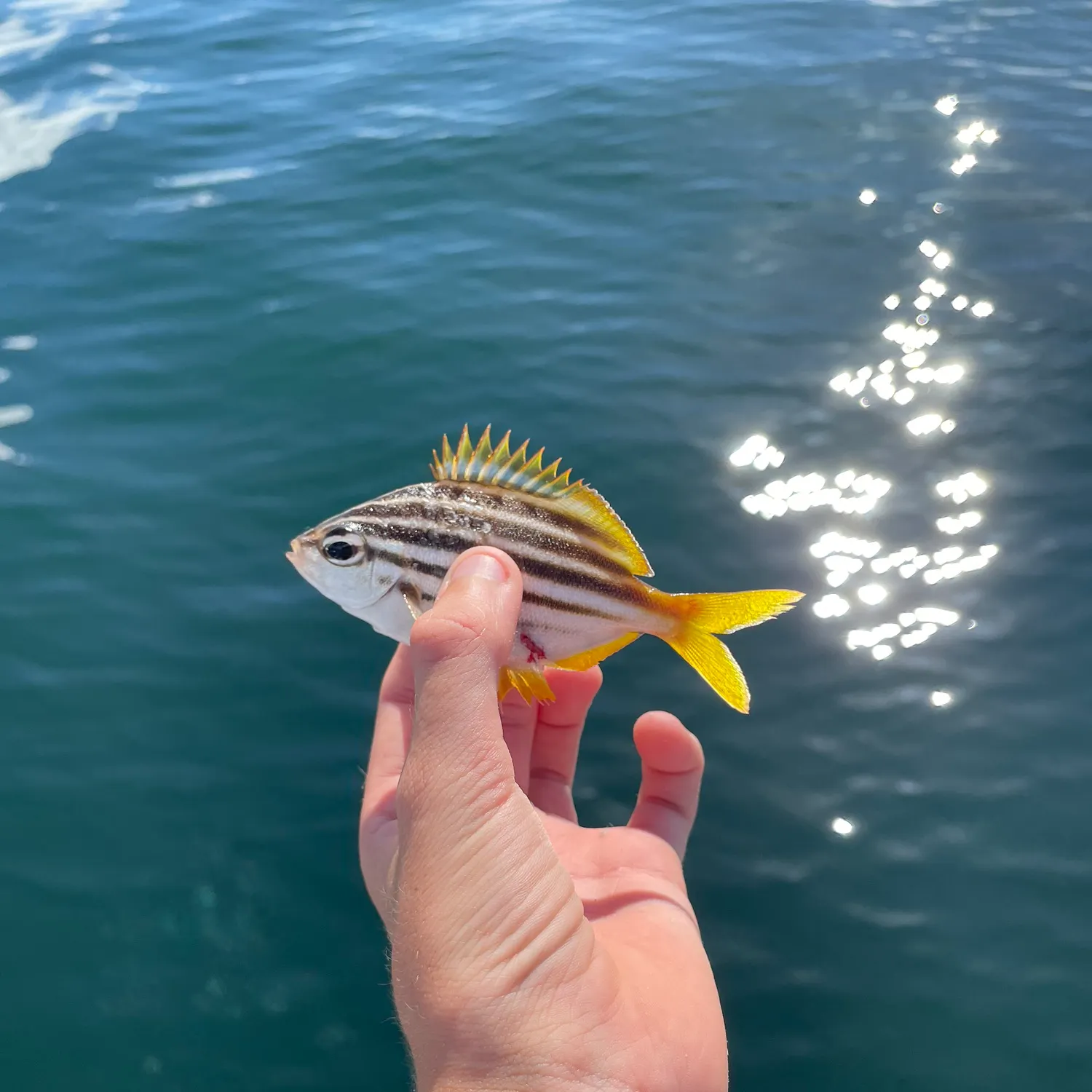 The most recent Australian mado catches on Fishbrain