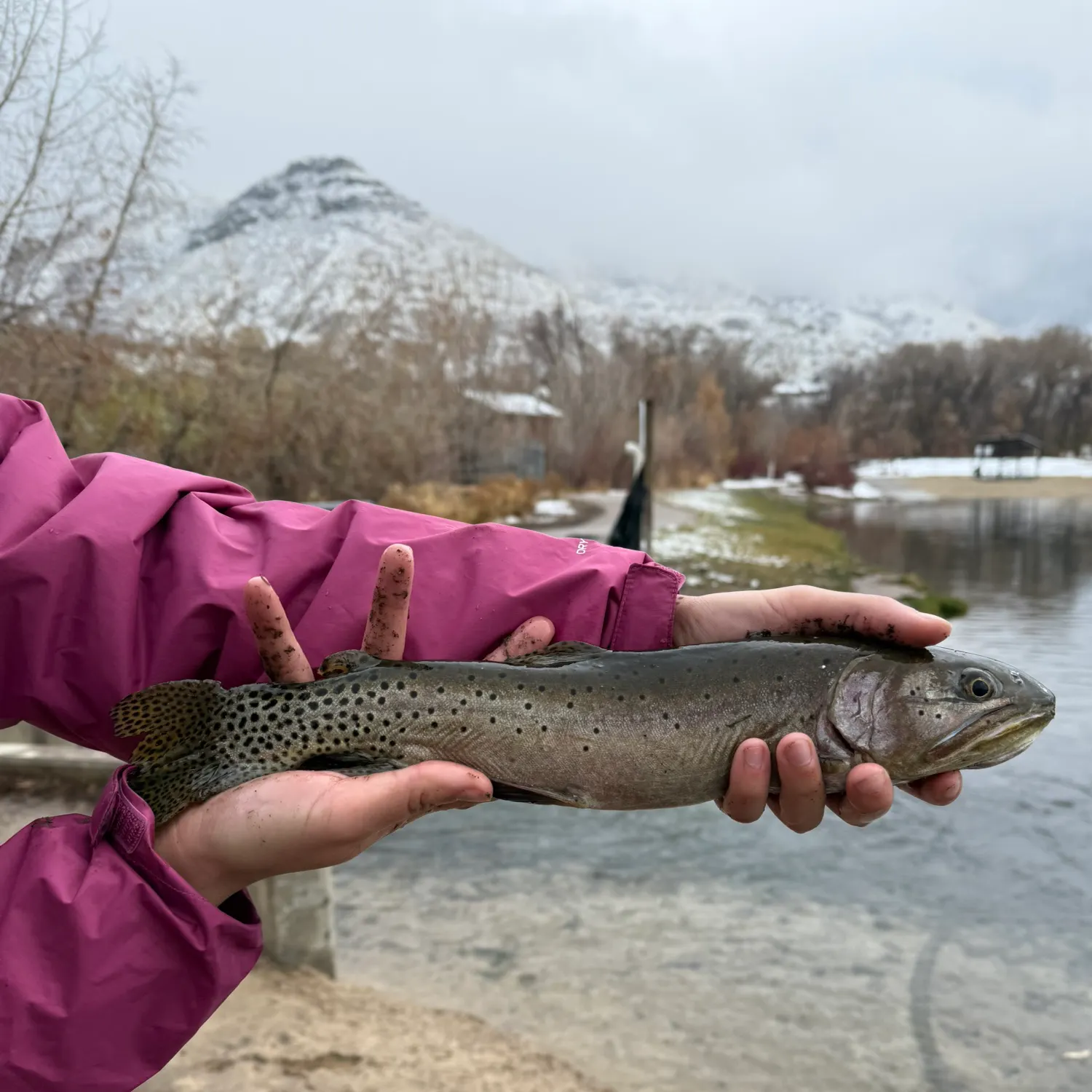 The most recent Cutthroat trout catches on Fishbrain