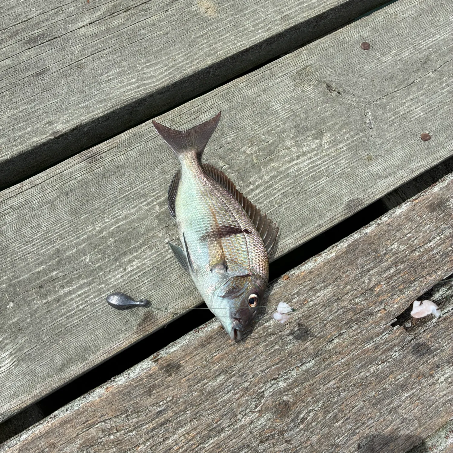 Scup caught on Fishbrain