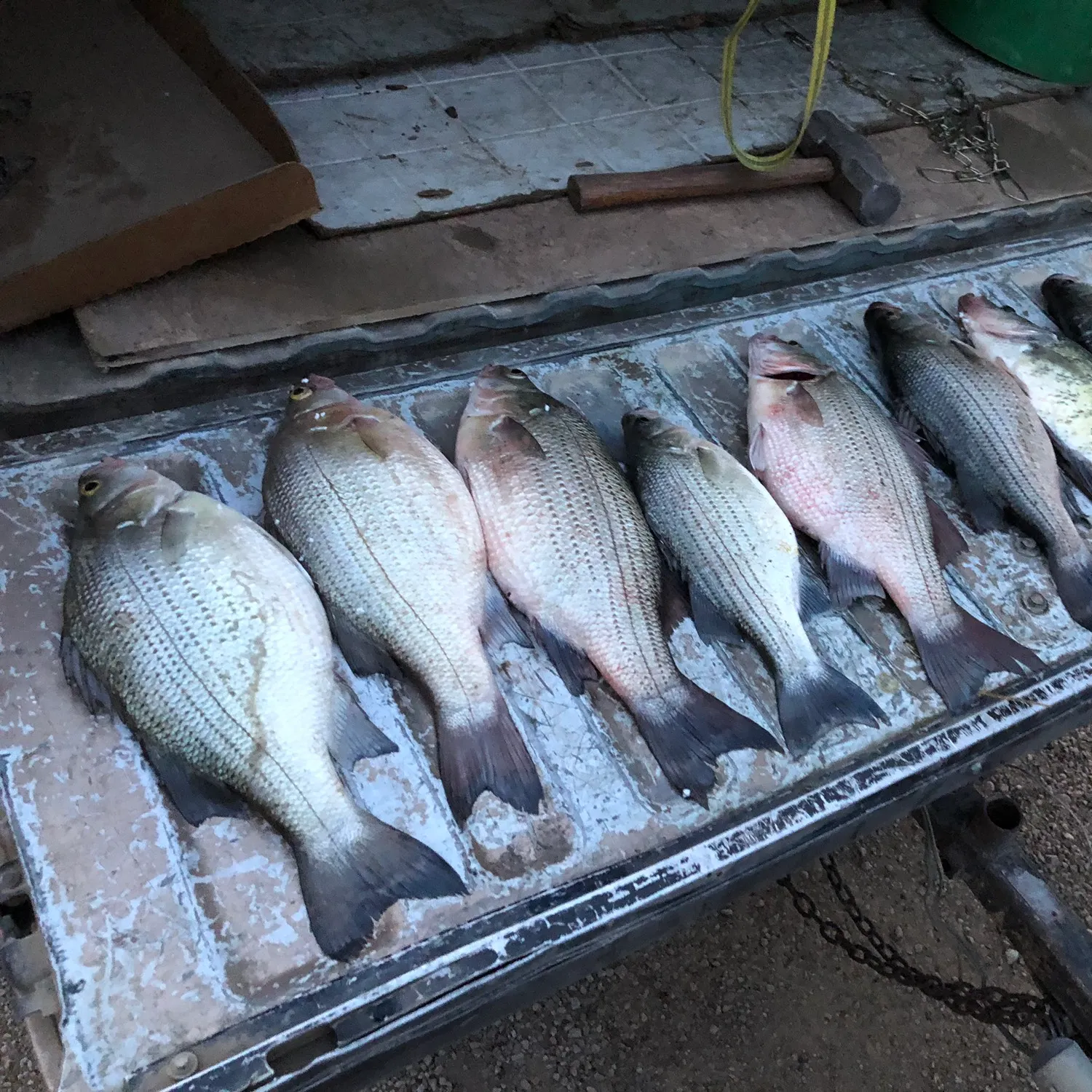 recently logged catches