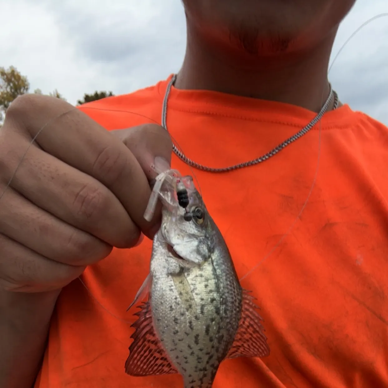 Black crappie caught on Fishbrain