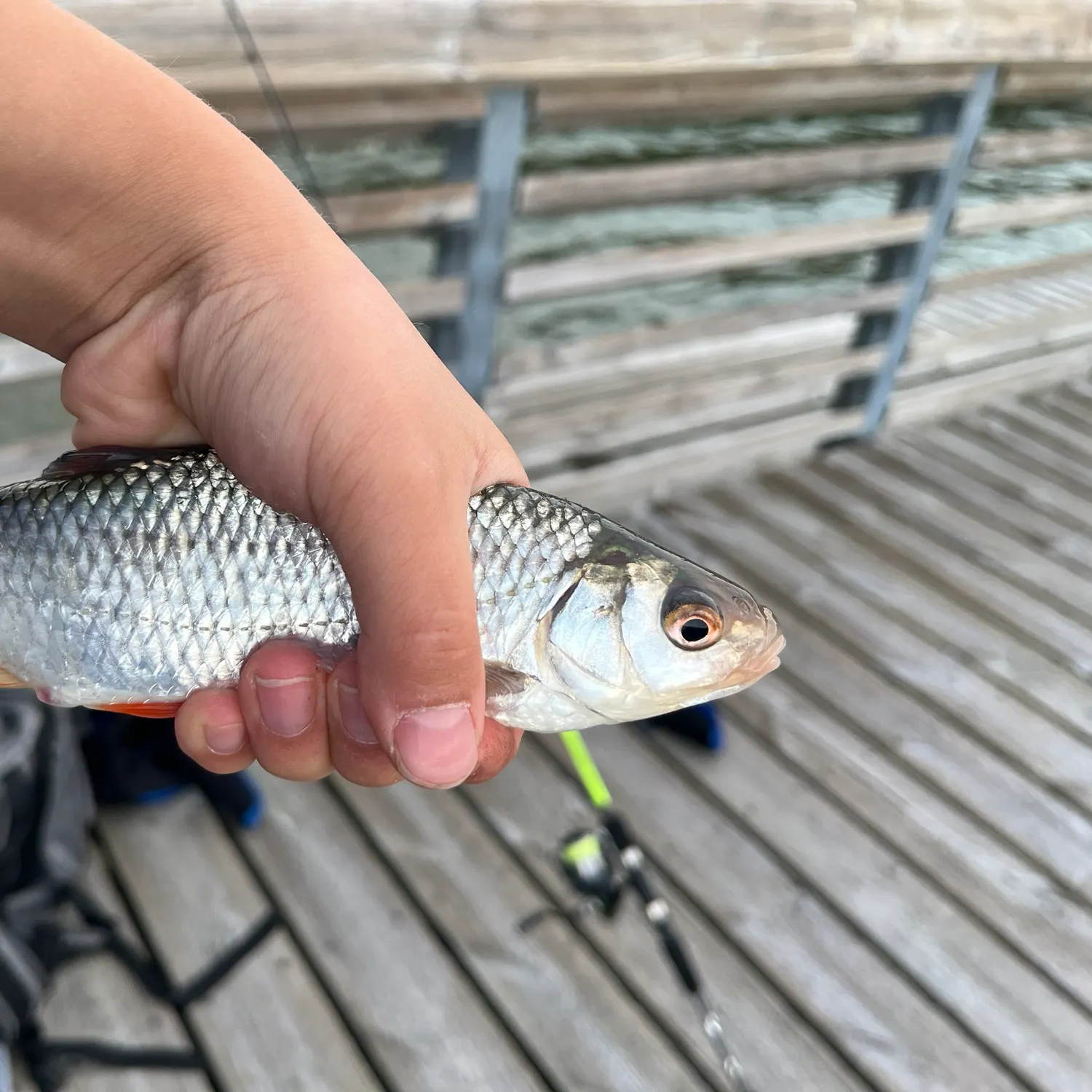 Common roach caught on Fishbrain