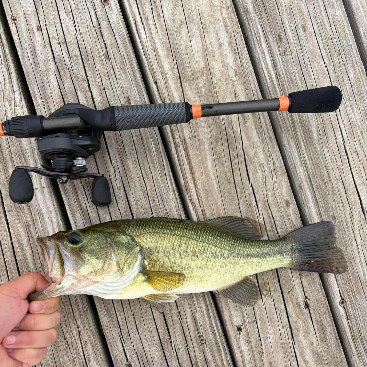 Largemouth bass caught on Fishbrain