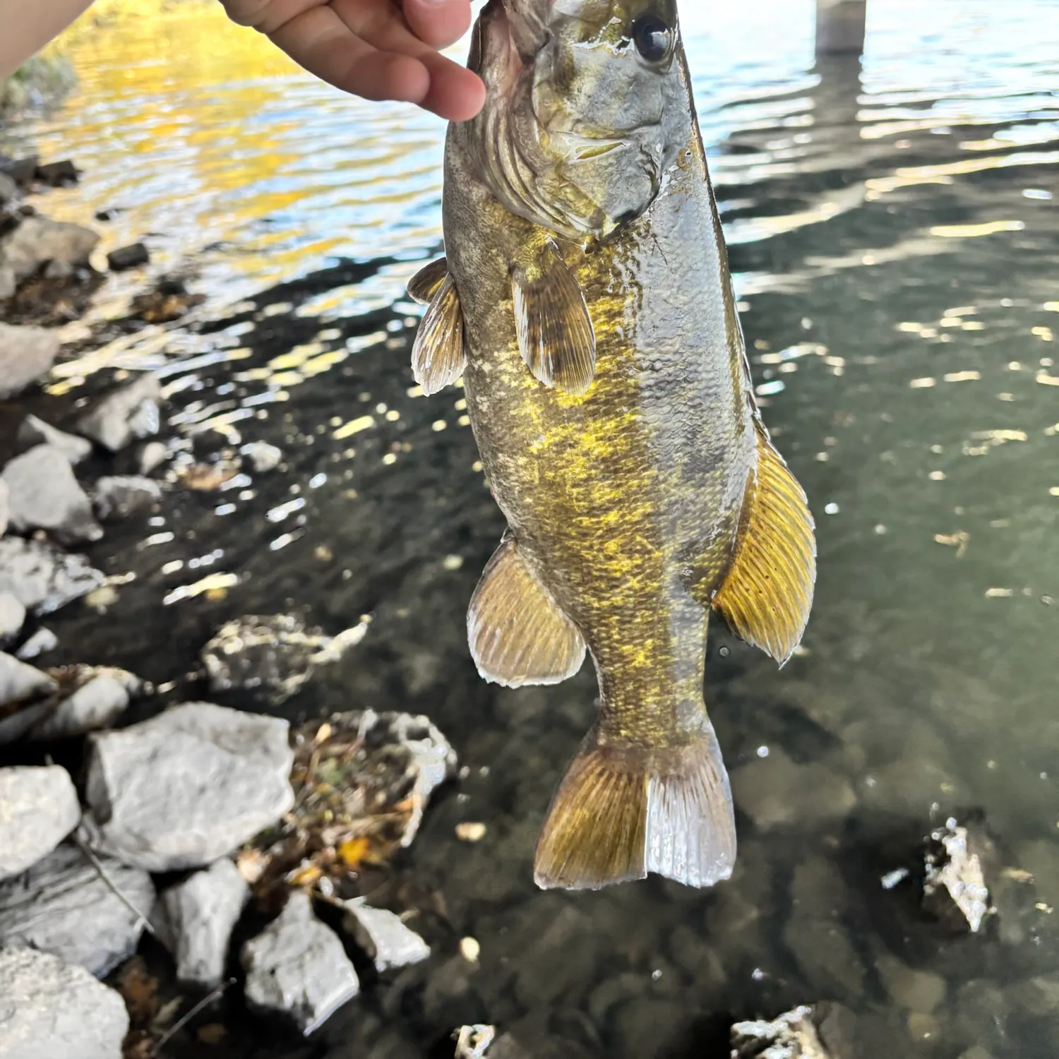 Smallmouth bass caught on Fishbrain