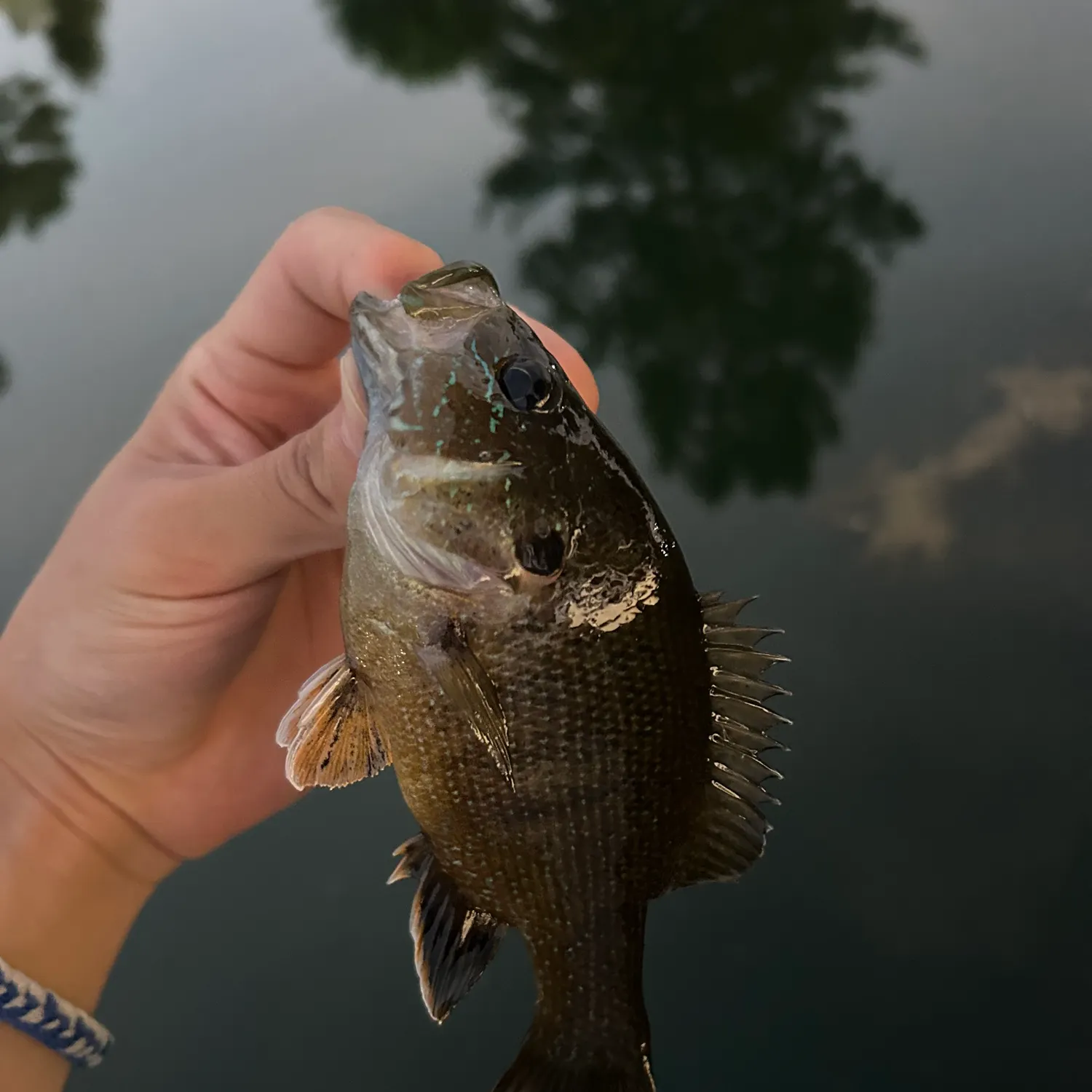 Green sunfish caught on Fishbrain