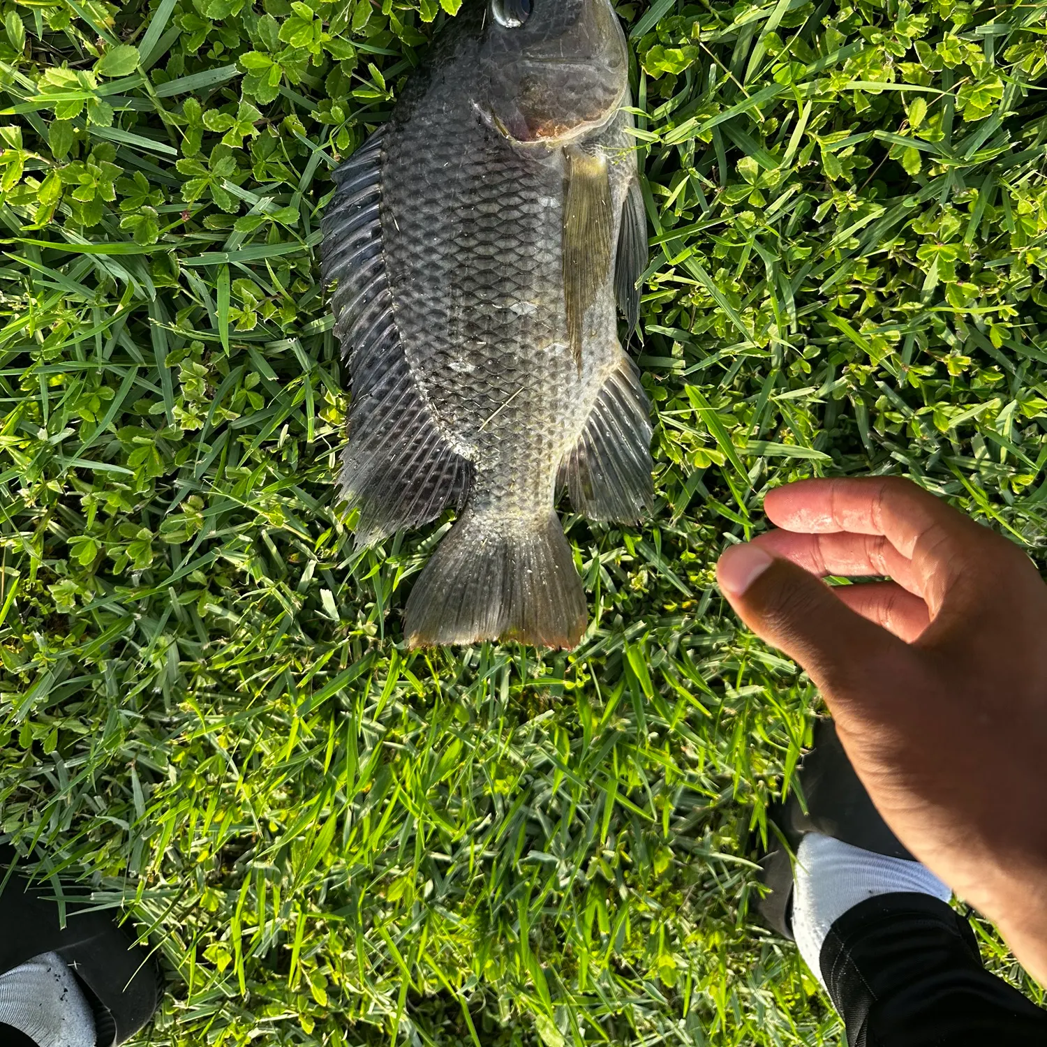 The most recent Nile tilapia catches on Fishbrain
