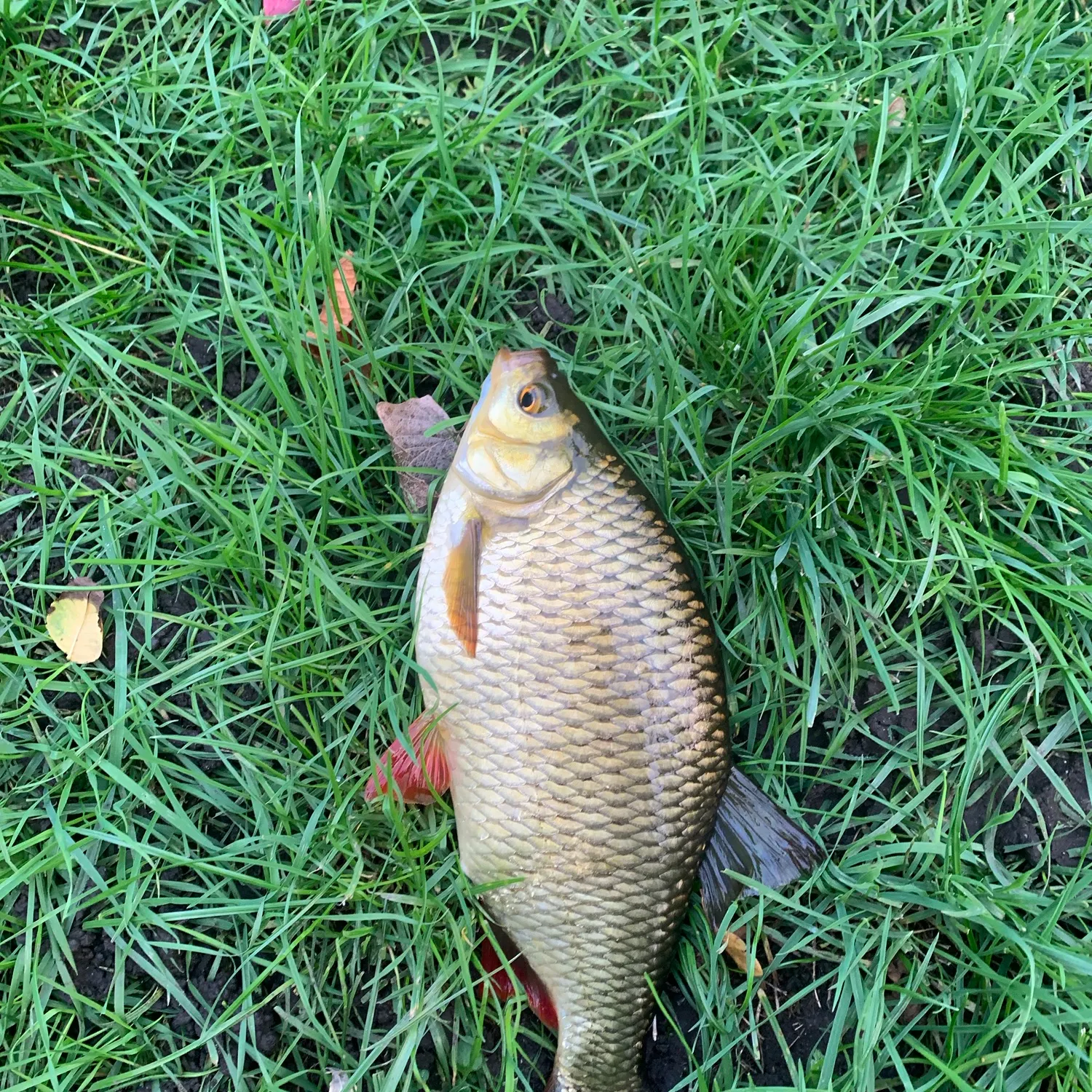Common rudd caught on Fishbrain