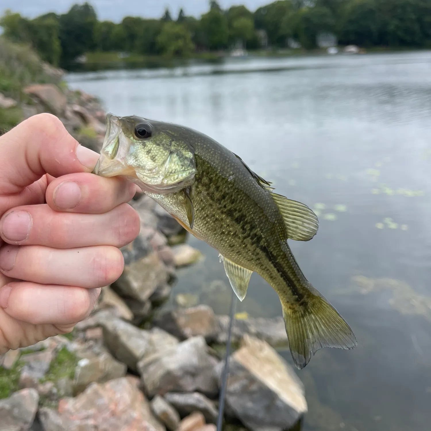 Largemouth bass caught on Fishbrain