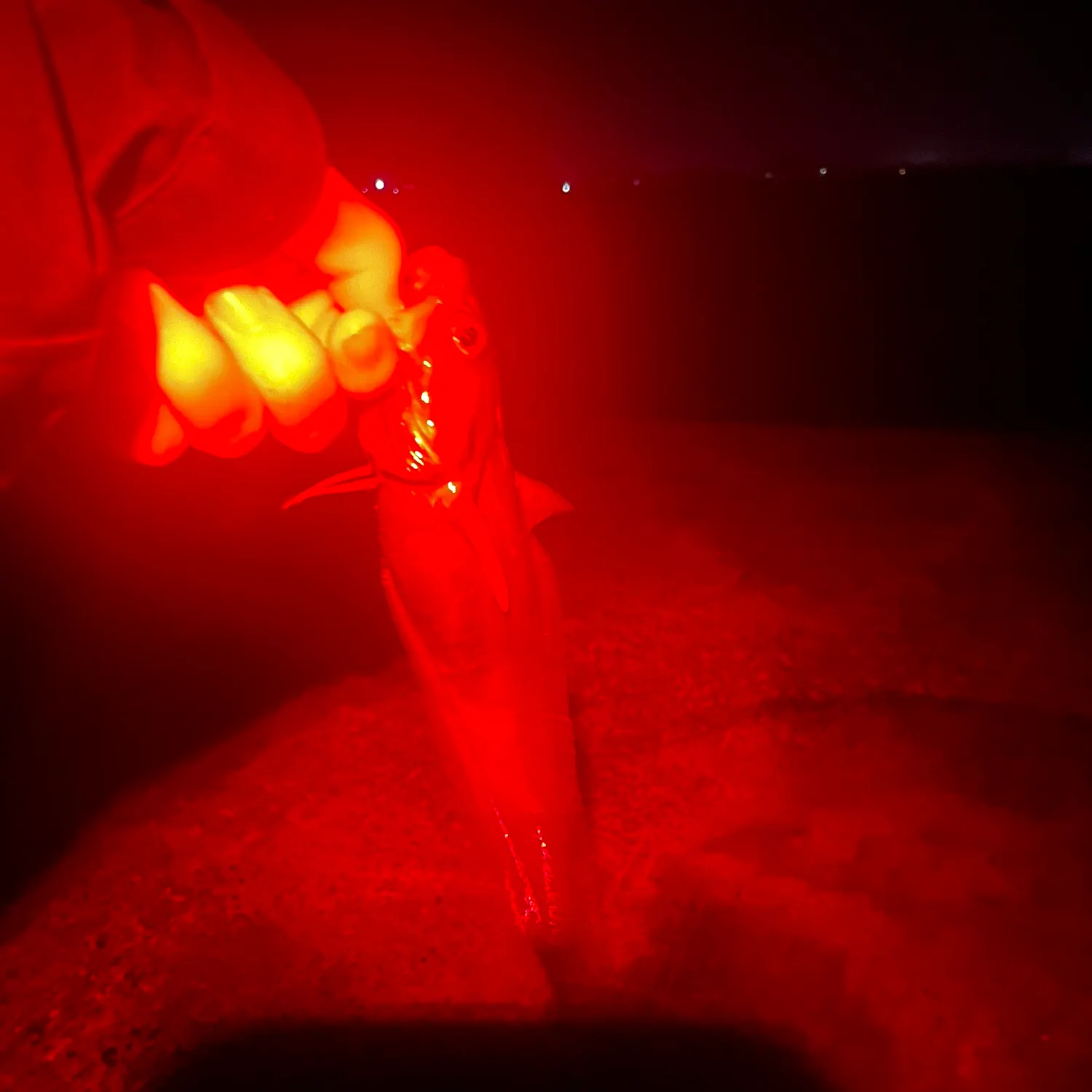 The most recent Japanese codling catches on Fishbrain