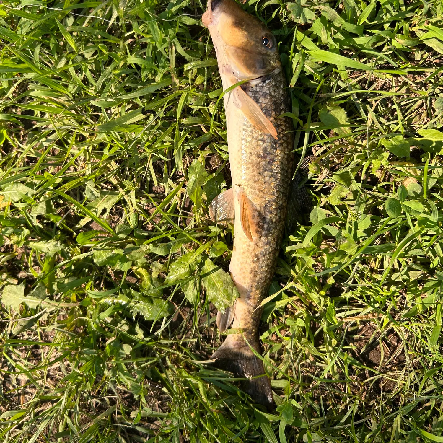 The most recent Northern hogsucker catches on Fishbrain