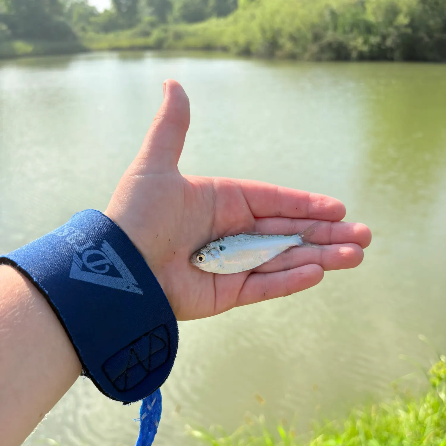 The most recent Threadfin shad catches on Fishbrain
