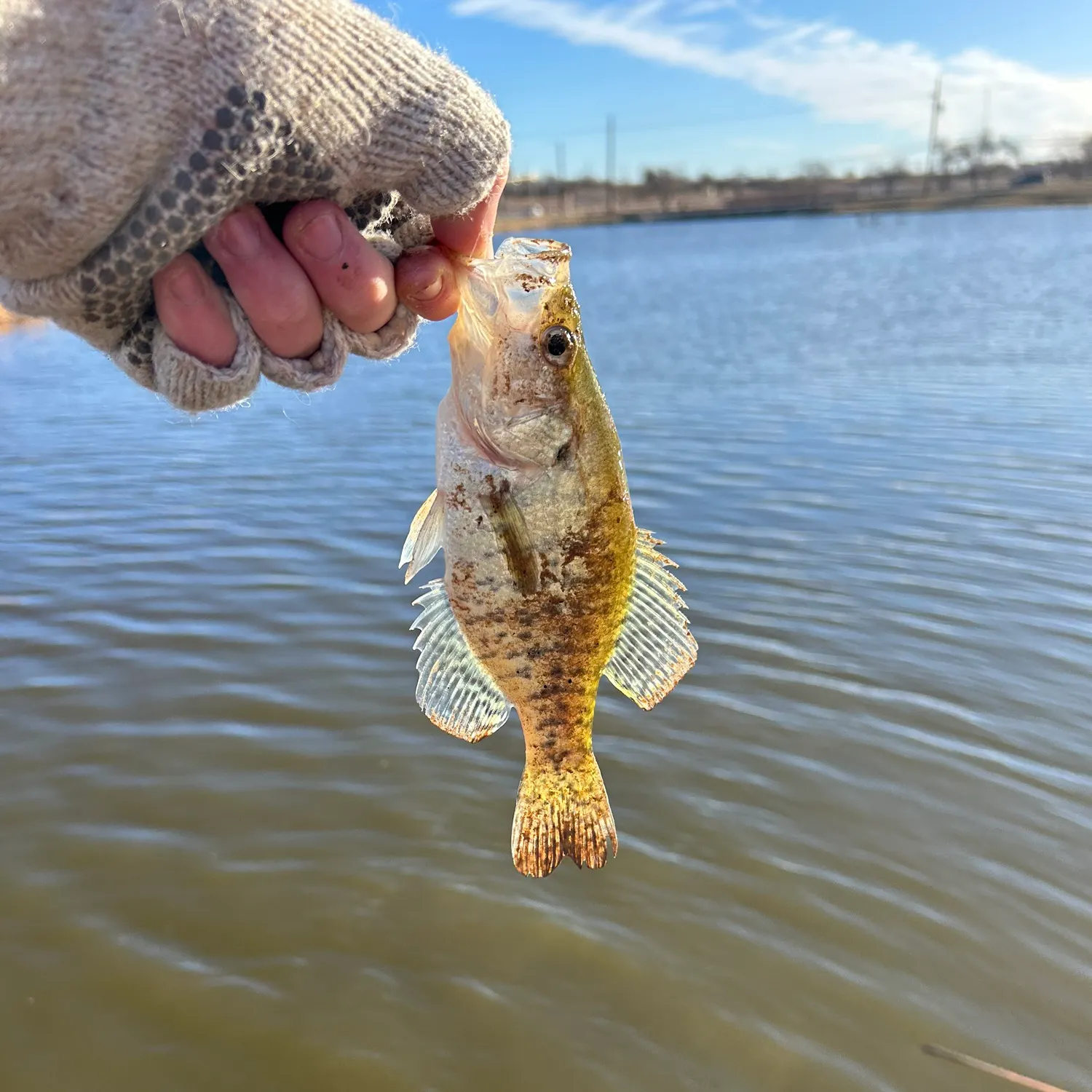 The most recent White crappie catches on Fishbrain