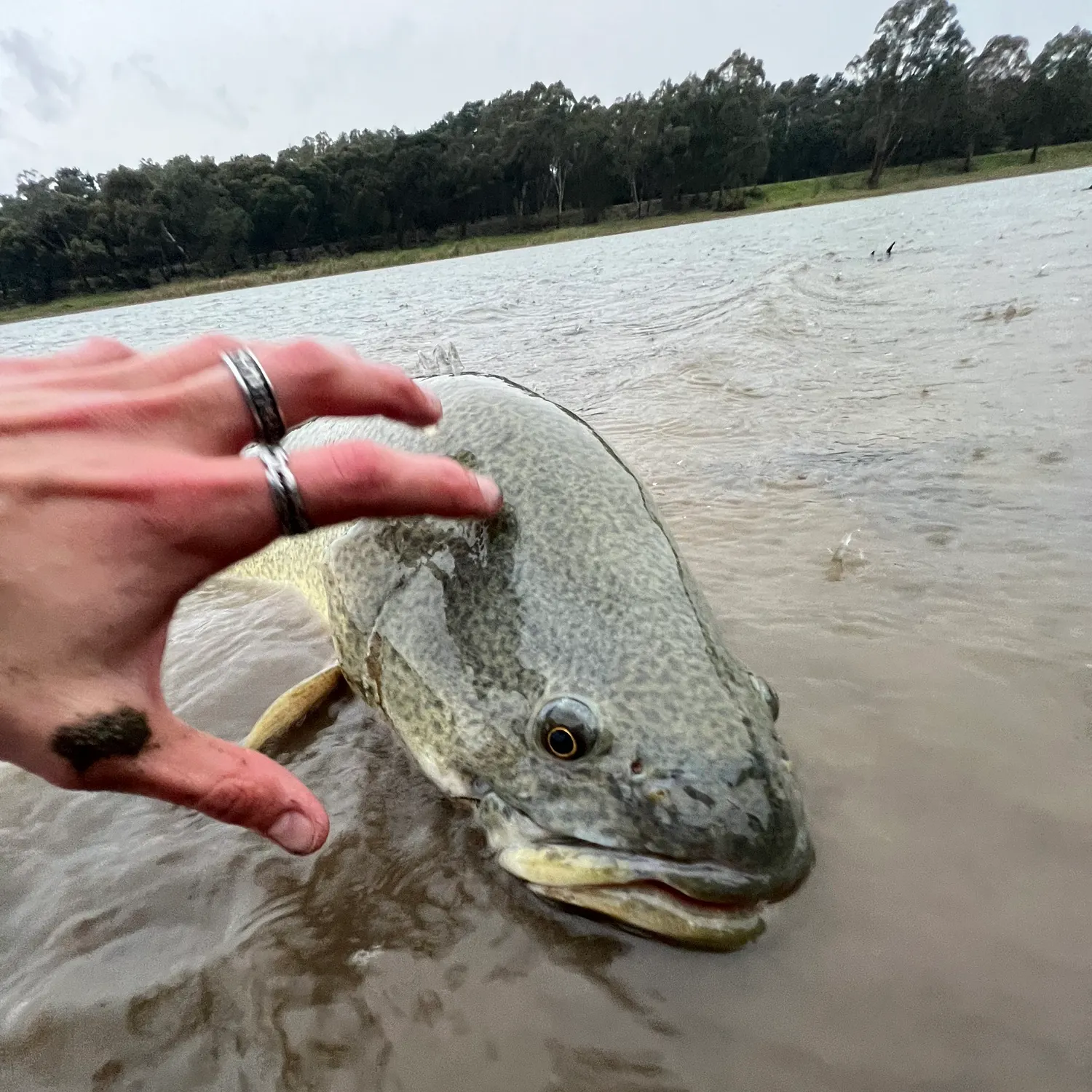 The most recent Murray cod catches on Fishbrain