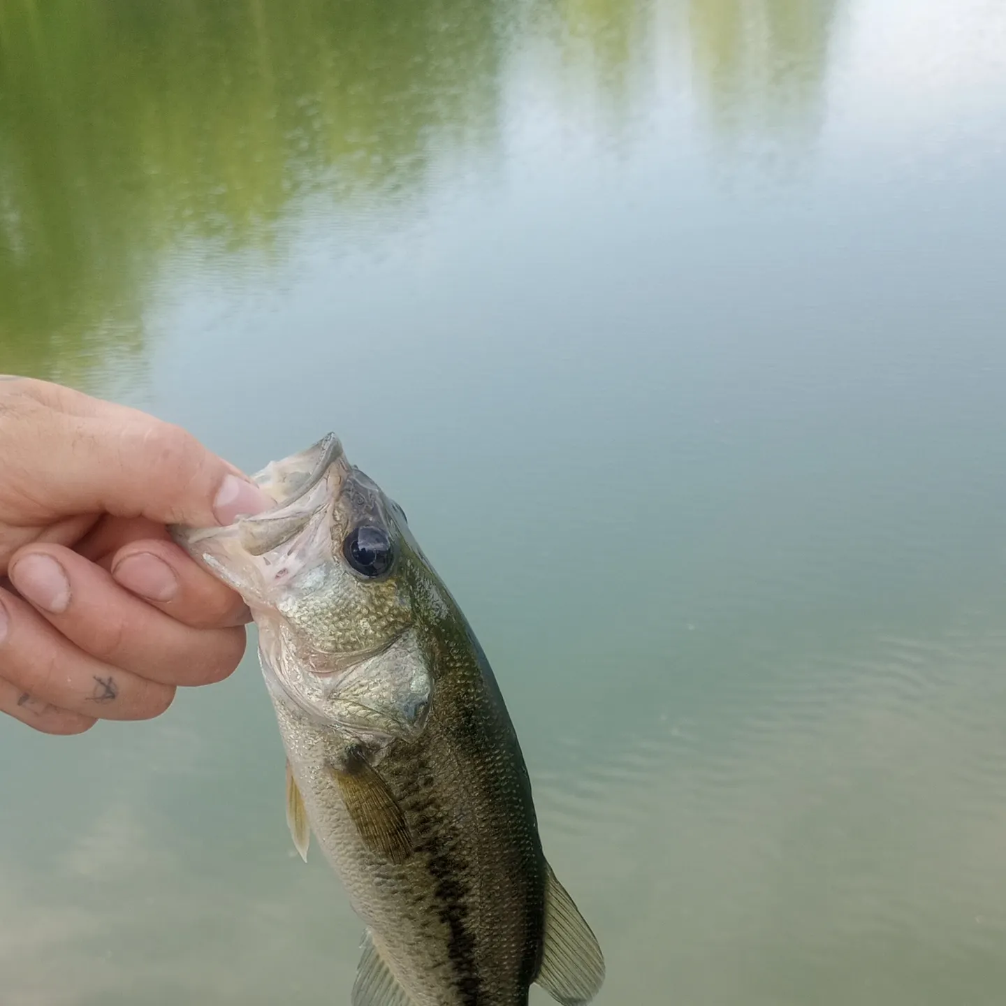 angler catch