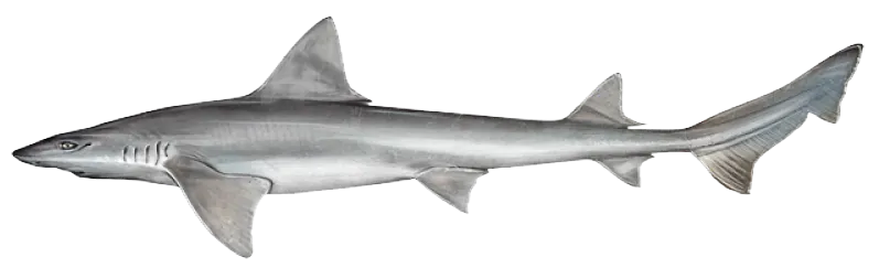 Narrownose smooth-hound