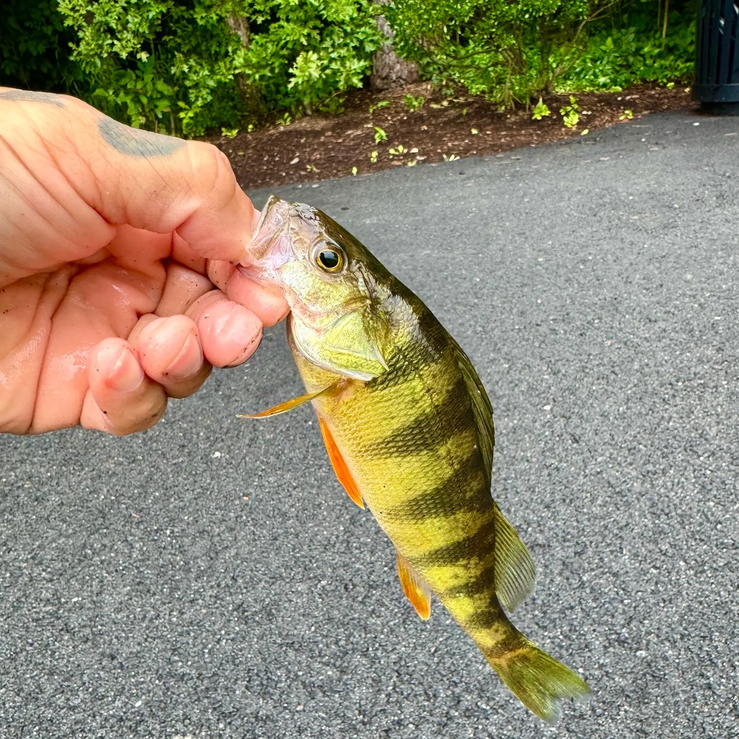 Yellow perch caught on Fishbrain