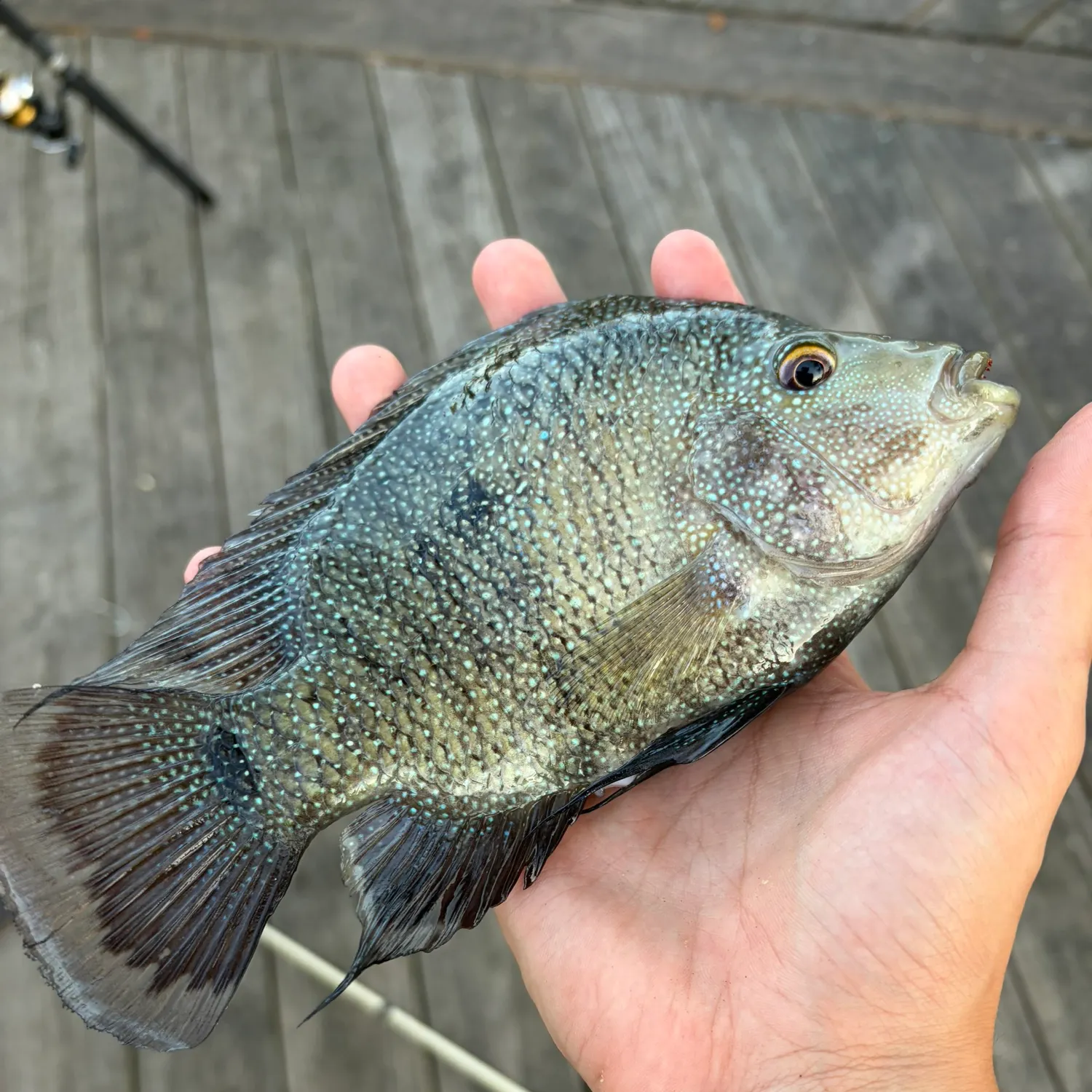 Rio Grande cichlid caught on Fishbrain