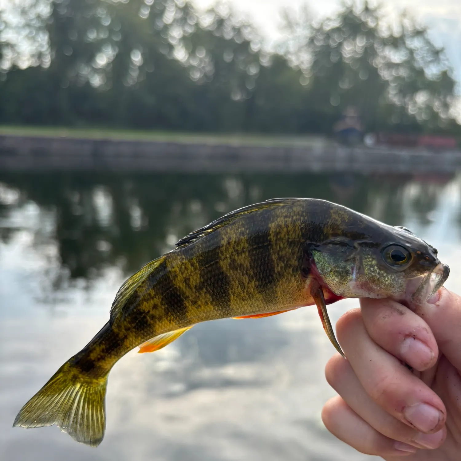 Yellow perch caught on Fishbrain