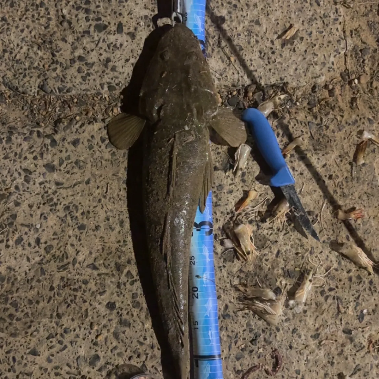 Dusky flathead caught on Fishbrain